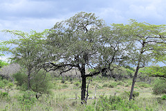African Ebony or Jackalberry - Diospyros mespiliformis