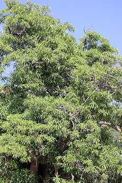 Quinine Tree - Rauvolfia caffra