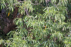 Quinine Tree - Rauvolfia caffra