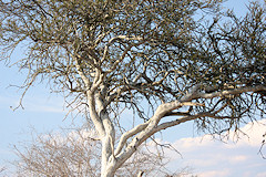 Shepherds Tree - Boscia albitrunca