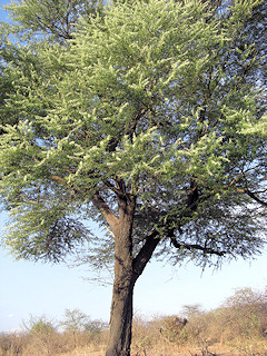 Splendid Thorn - Acacia robusta