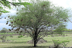 Three-hooked Thorn - Acacia senegal