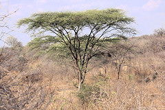 Umbrella Thorn - Acacia tortilis