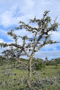 Whistling Thorn - Acacia drepanolobium