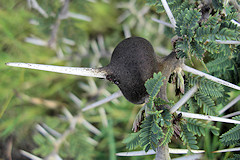 Whistling Thorn - Acacia drepanolobium