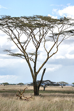Yellow-barked Acacia - Fever Tree - Acacia xanthophloea