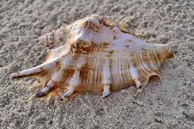 Shell found on the beach, Matemo Island