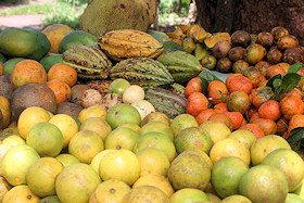 Zanzibar Fruits