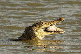 Nile Crocodile - Crocodylus nioloticus