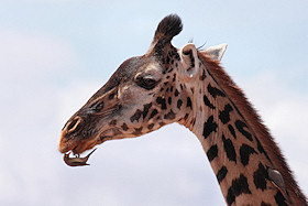 Giraffe with Oxpeckers - Giraffa camelopardalis