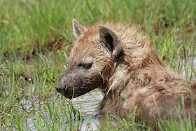 Spotted Hyena - Crocuta crocuta