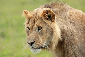 Young male lion - Panthera leo