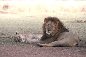 Lion and Lioness - Panthera leo