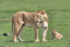 Lion and Cub - Panthera leo