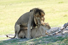 Lions mating - Panthera leo