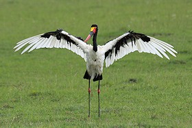 Saddle-billed Stork - Ephippiorhynchus senegalensis