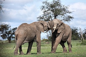 African Elephants Fighting - Loxodonta africana