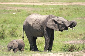 African Elephant Mother and Baby - Loxodonta africana